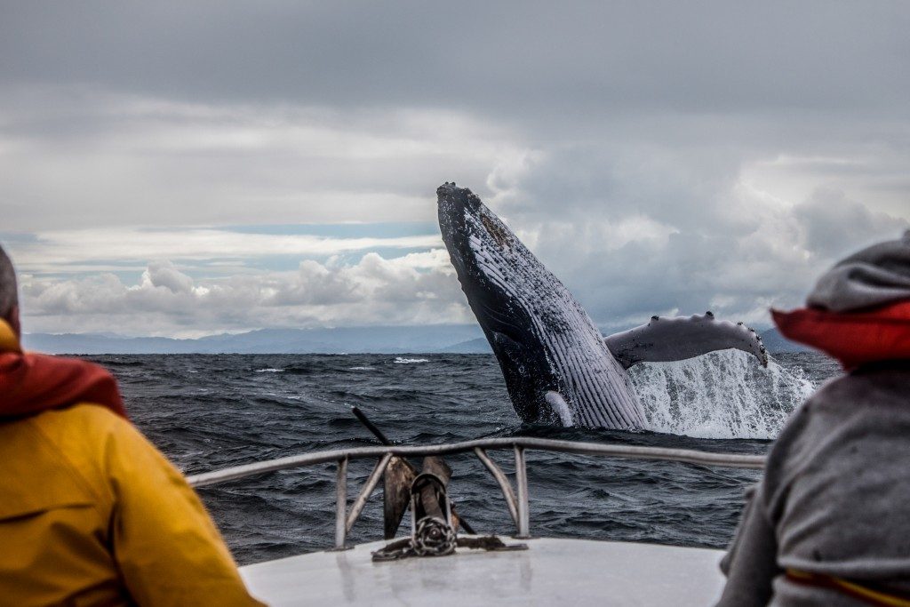 Whale jump seen from boat