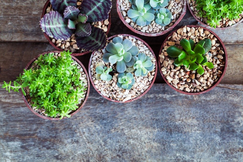 different potted succulents