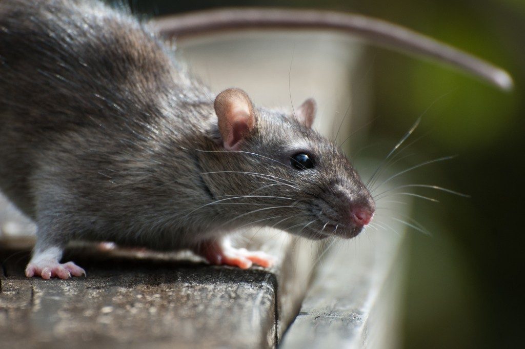 Close up of rat