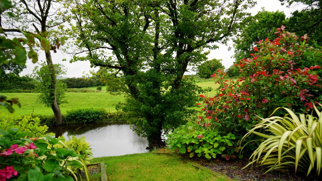 Garden with a pond