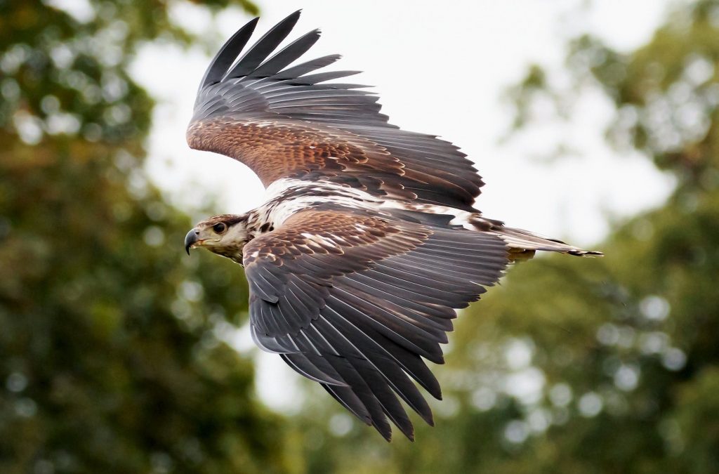 eagle flying