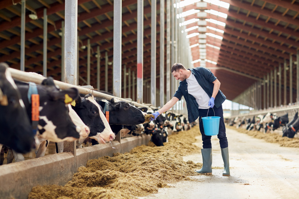 a man feeding livestock in a barn