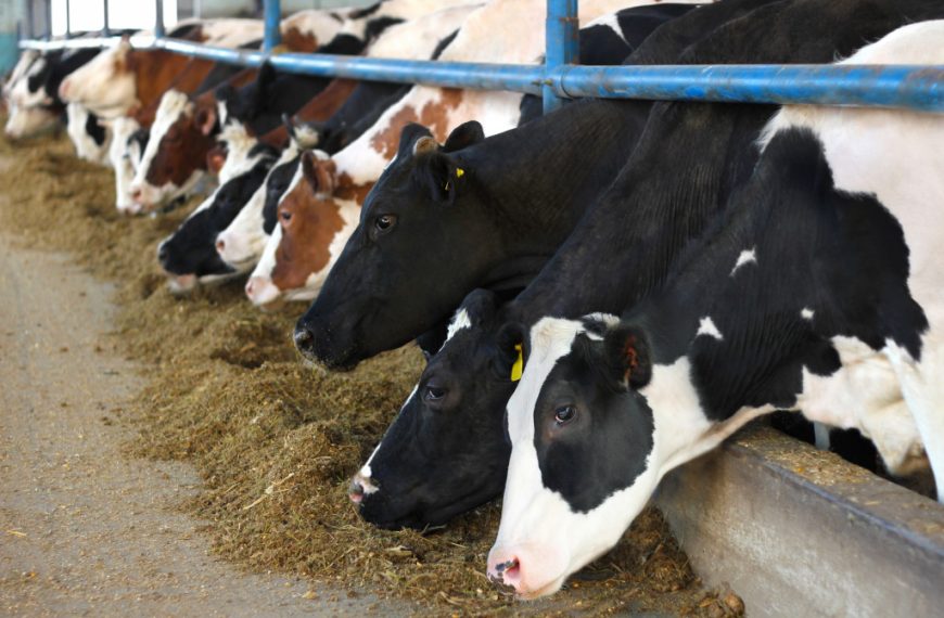 A row of cows at a farm